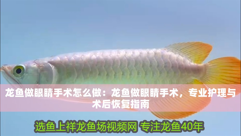 龍魚做眼睛手術怎么做：龍魚做眼睛手術，專業護理與術后恢復指南