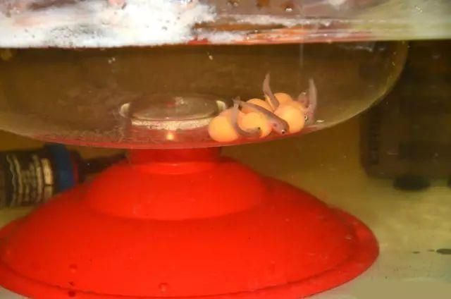 金龍魚怎么養殖方法圖解：金龍魚怎么養殖方法圖解金龍魚養殖方法圖解