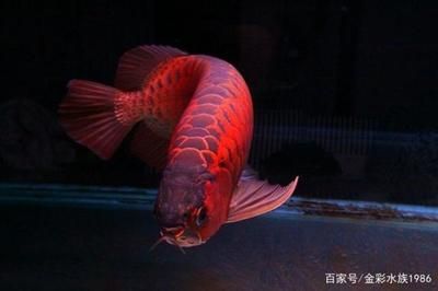 紅龍魚(yú)顏色變淺的原因有哪些（紅龍魚(yú)發(fā)色的秘密原來(lái)是這些!）