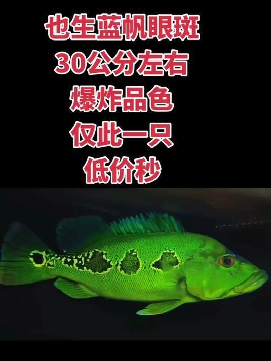 藍(lán)帆眼斑長(zhǎng)到30厘米需要多久