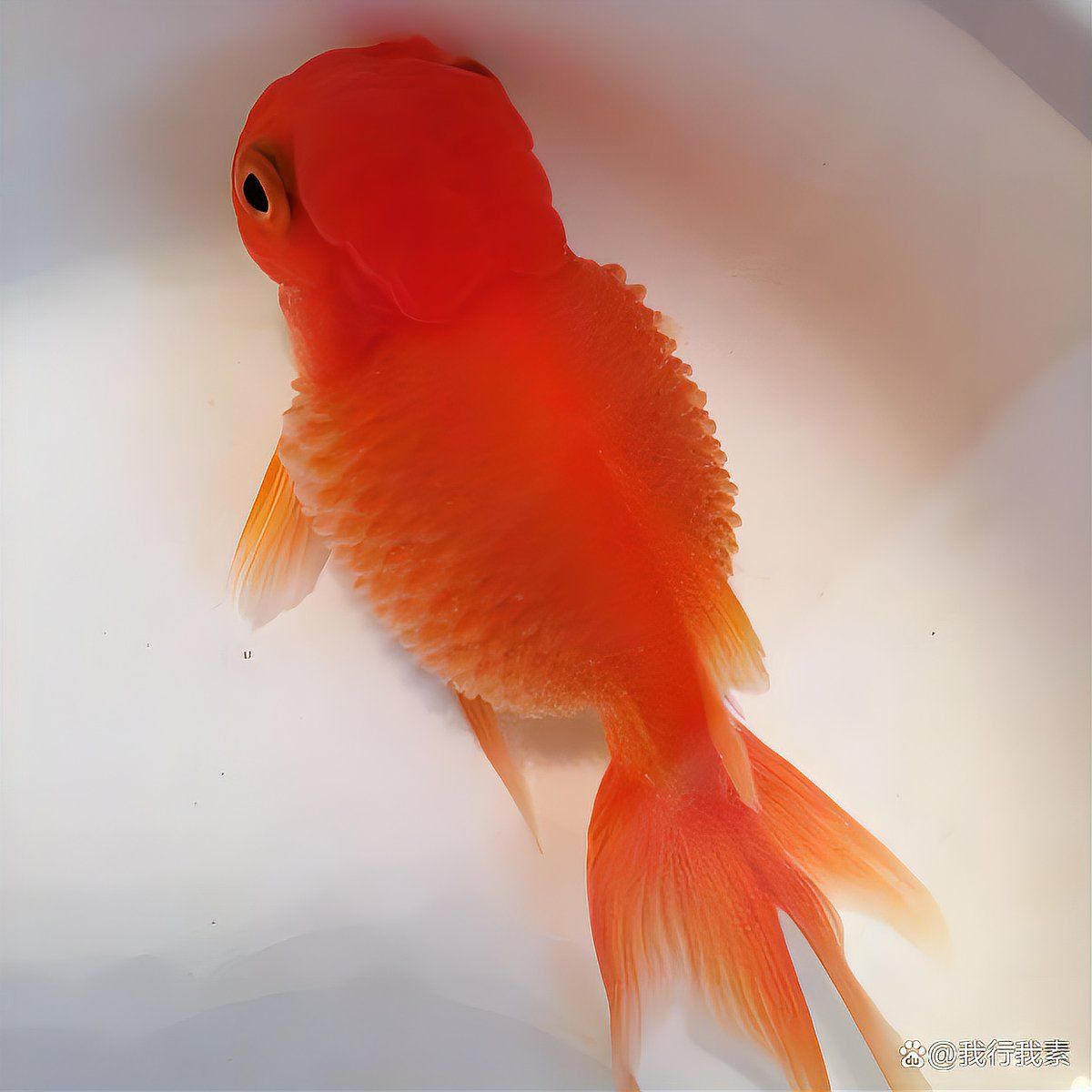 金魚魚鱗下滲血,紅紅的