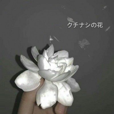 金魚魚鱗下滲血,紅紅的