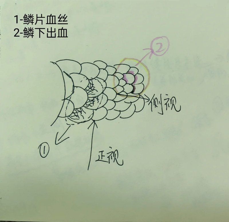 金魚魚鱗下滲血,紅紅的