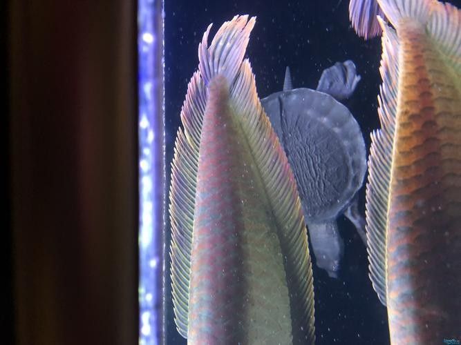 銀龍魚眼睛有白點怎么個回事啊圖片