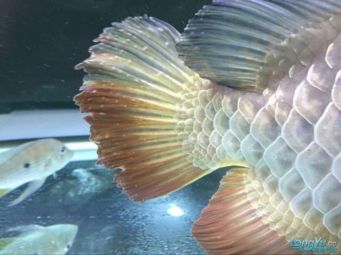 銀龍魚眼睛有白點怎么個回事啊圖片