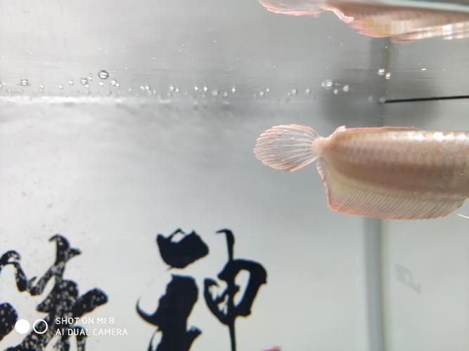 銀龍魚眼睛有白點怎么個回事啊圖片