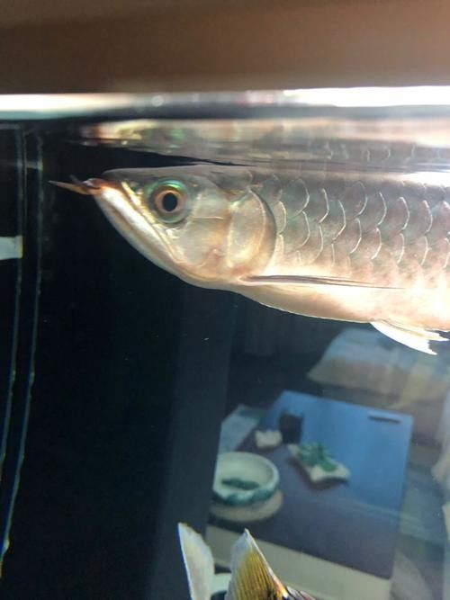 銀龍魚眼睛有白點怎么個回事啊圖片