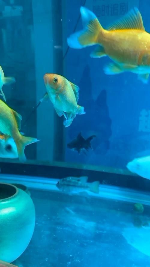 銀龍魚眼睛有白點怎么個回事啊圖片