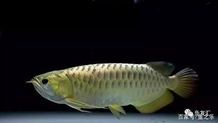 龍魚吃飼料會兜嘴嗎：龍魚吃飼料會導致兜嘴嗎