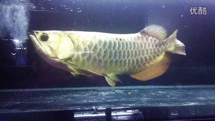 金赤龍魚：《原神》中金赤龍魚是一種在游戲中出現的虛構物種