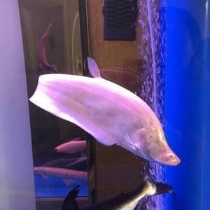 白化銀龍魚價格走勢分析圖（白化銀龍魚價格走勢分析】白銀大盤走勢深度解析）