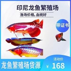 紅龍魚魚苗價格7公分：影響紅龍魚魚苗價格的因素