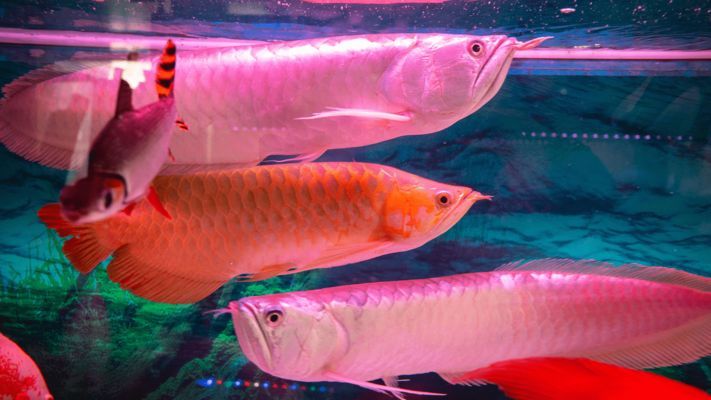 辦公室養紅龍魚好嗎，辦公室養紅龍魚需要注意哪些風水講究：辦公室養紅龍魚好嗎