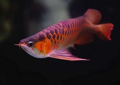 兩千多的金龍魚：2000多的金龍魚可以購買嗎