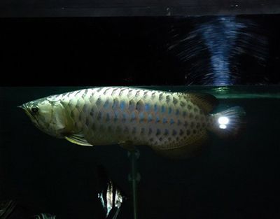 兩千多的金龍魚：2000多的金龍魚可以購買嗎