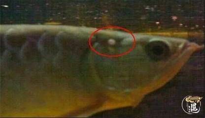 龍魚腮部吐氣泡為什么：龍魚腮部吐氣泡可能由以下幾個原因引起