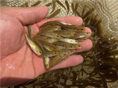 龍魚咬配魚（如何解決龍魚咬配魚的問題）