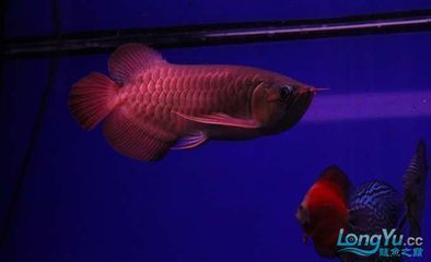 龍魚專家葉金春：葉金春先生是新加坡仟湖魚業集團的主管 龍魚專家葉金春：葉金春先生是新加坡仟湖魚業集團的主管 龍魚百科 第3張