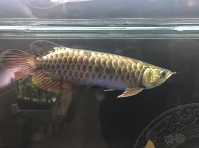 龍魚專家葉金春：葉金春先生是新加坡仟湖魚業集團的主管 龍魚專家葉金春：葉金春先生是新加坡仟湖魚業集團的主管 龍魚百科 第1張