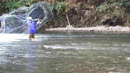 野生金龍魚哪里有：關于野生金龍魚分布的一些詳細信息