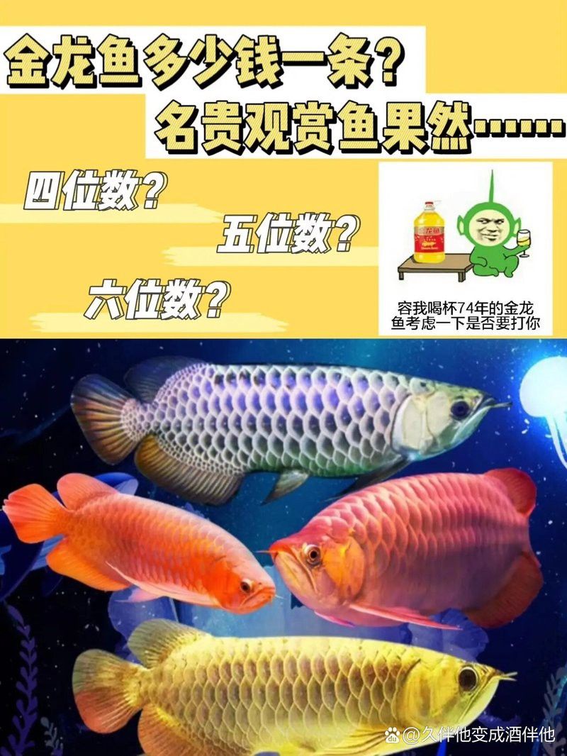 一條金龍魚多少錢一條