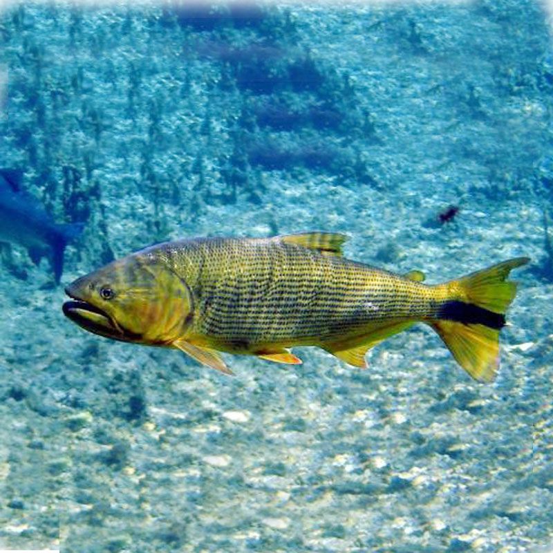 黃金河虎龍魚混養：黃金河虎和龍魚混養有風險嗎？