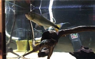 黃金河虎龍魚混養：黃金河虎和龍魚混養有風險嗎？