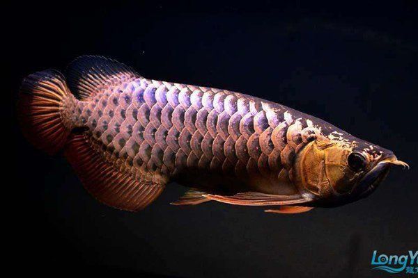 金龍魚金頭過背的解釋