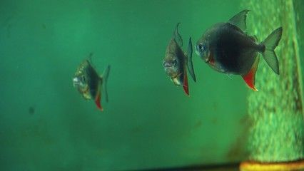 紅勾銀版魚(yú)水質(zhì)管理方法：紅勾銀板魚(yú)水質(zhì)管理