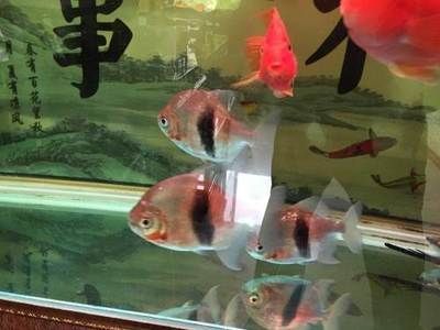 紅勾銀版魚(yú)水質(zhì)管理方法：紅勾銀板魚(yú)水質(zhì)管理