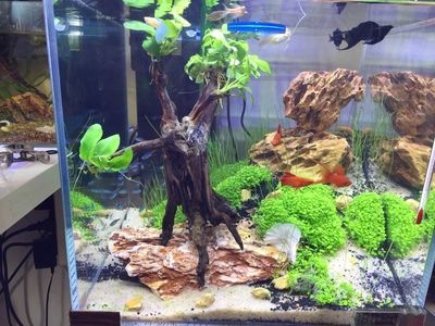 養金龍魚可以放沉木嗎（養金龍魚可以放沉木嗎？）