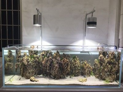養金龍魚可以放沉木嗎（養金龍魚可以放沉木嗎？）
