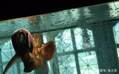 龍魚的龍須有什么作用與功效呢：龍魚的龍須在不同的領域中有著不同的作用和功效