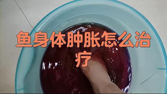 龍魚腹部腫脹如何治療？