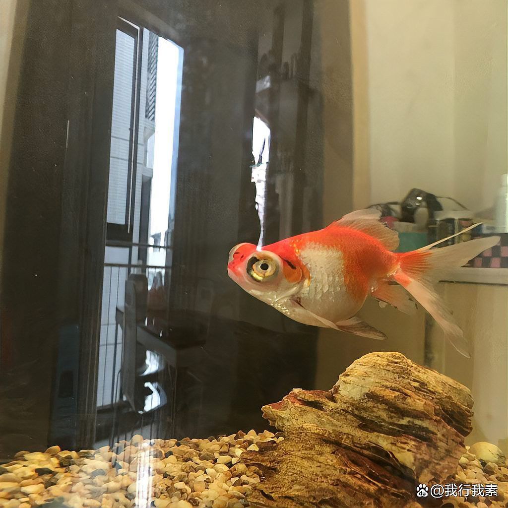 紅龍魚尾鰭白邊發(fā)黑