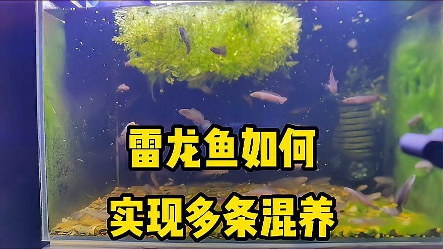 巴卡雷龍魚混養(yǎng)燈魚