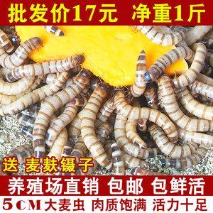 養殖金龍魚多少錢一條啊：養殖金龍魚的具體價格