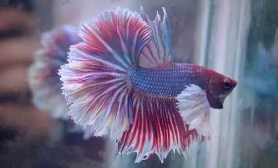 龍魚鰓蓋撞斷后如何護理傷口？