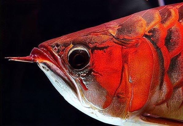 龍魚鰓蓋撞斷后如何護理傷口？