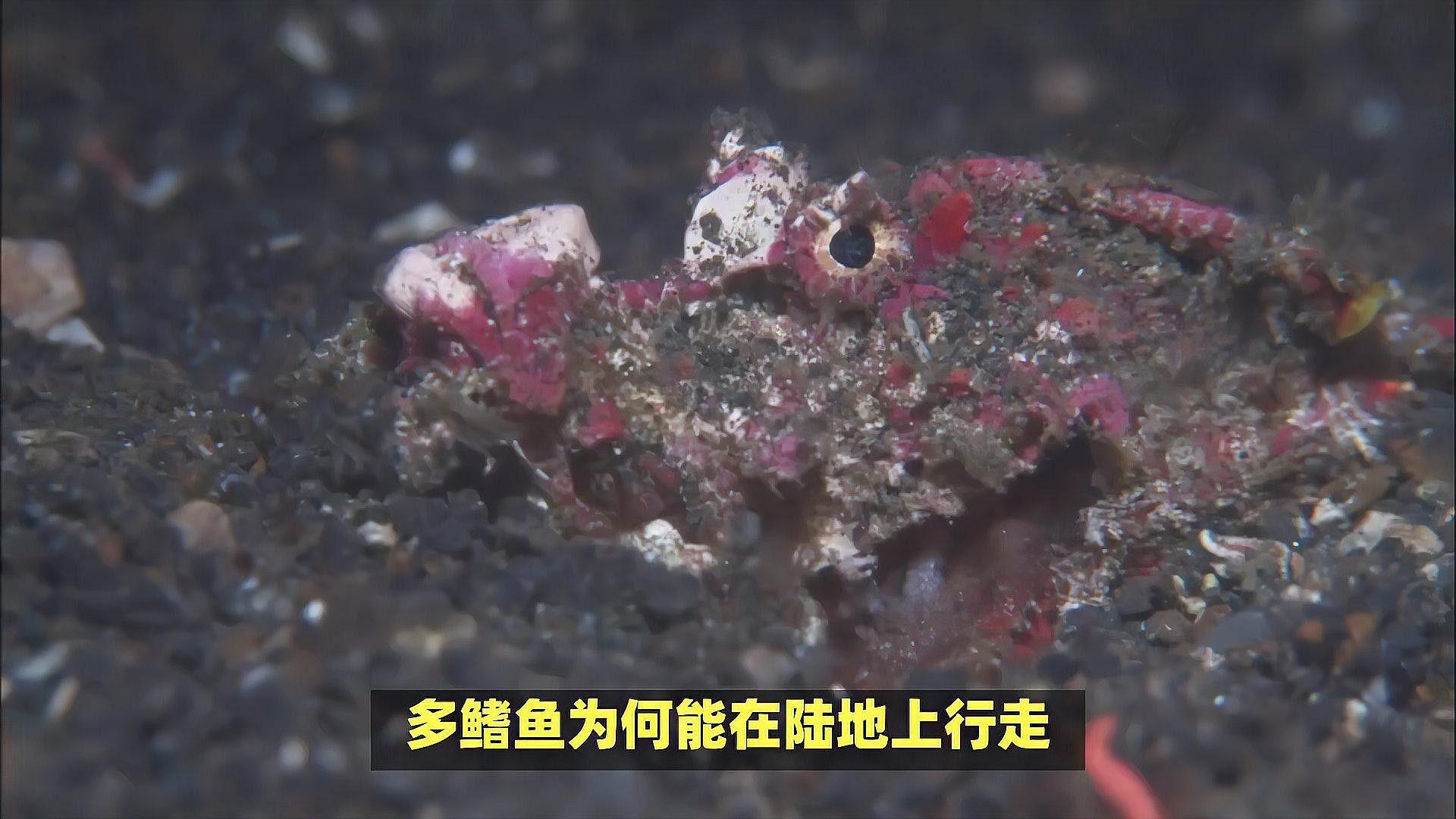 虎斑恐龍魚兇猛嗎圖片大全大圖