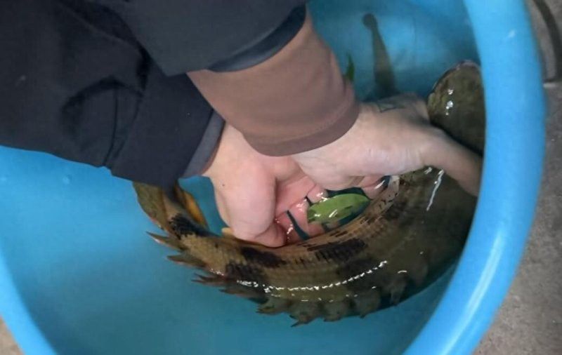 虎斑恐龍魚兇猛嗎圖片大全大圖