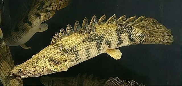 虎斑恐龍魚兇猛嗎圖片大全大圖