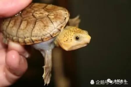 龍魚暴躁亂咬什么原因呢：龍魚暴躁亂咬的原因