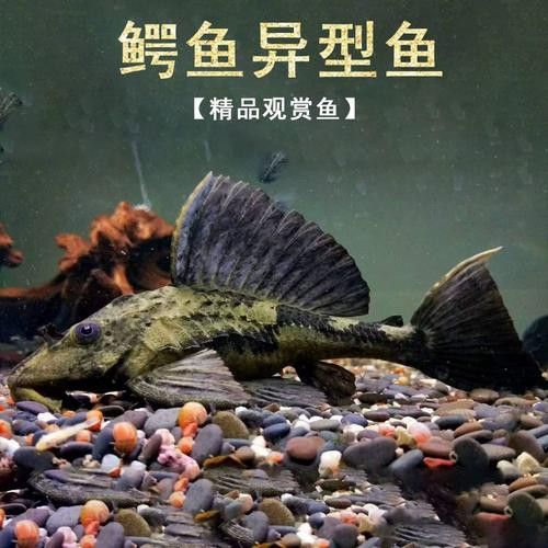 金龍魚和清道夫能混養(yǎng)嗎圖片
