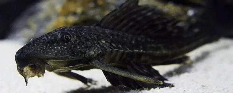 金龍魚和清道夫能混養(yǎng)嗎圖片