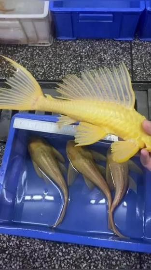 金龍魚和清道夫能混養(yǎng)嗎圖片