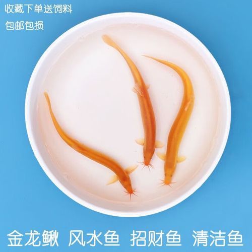 金龍魚和清道夫能混養(yǎng)嗎圖片