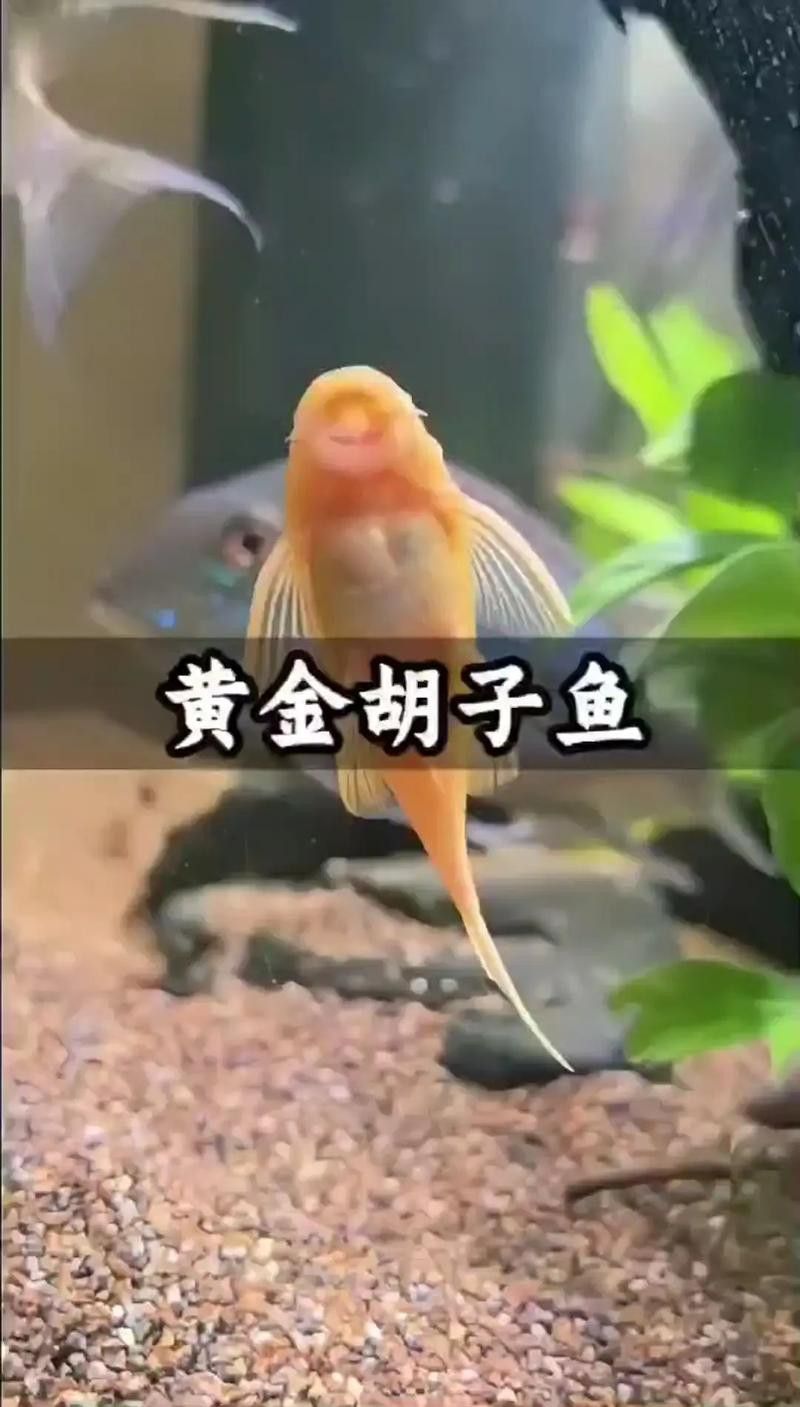 金龍魚和清道夫能混養(yǎng)嗎圖片