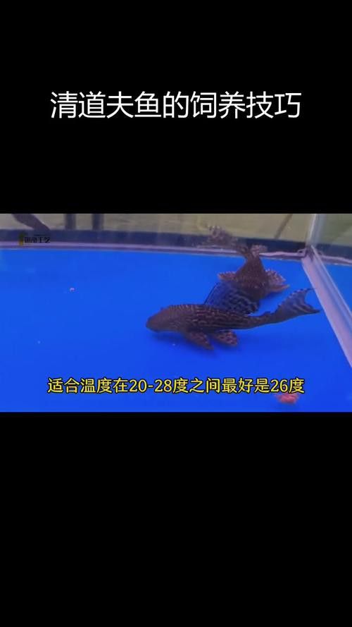 金龍魚和清道夫能混養(yǎng)嗎圖片