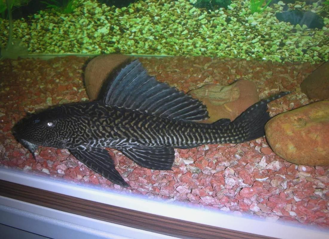 金龍魚和清道夫能混養(yǎng)嗎圖片